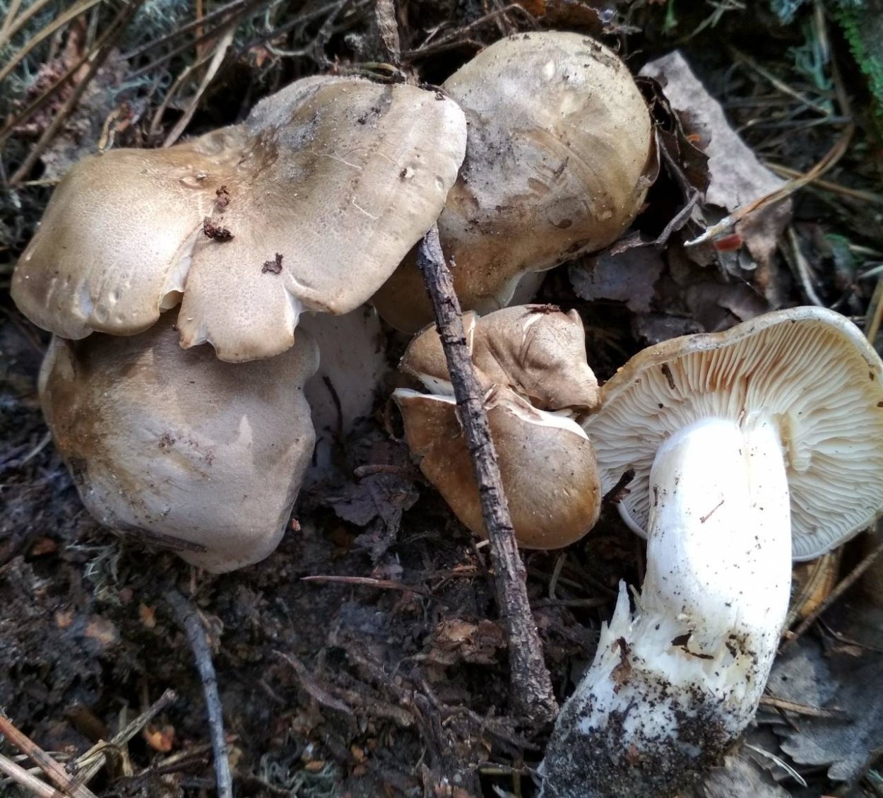 Рядовки майские грибы