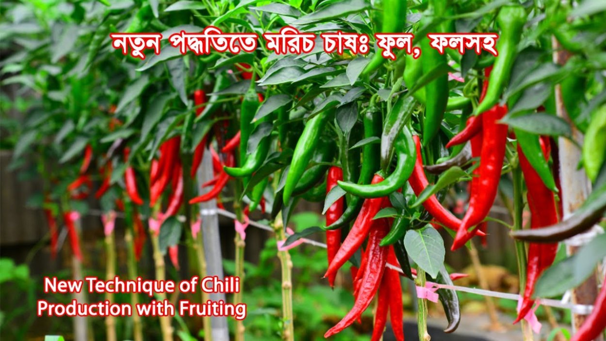 Capsicum annuum сладкий перец