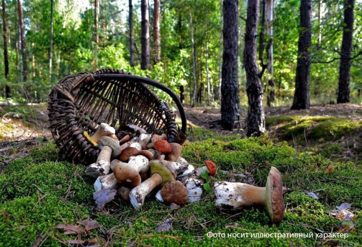 Грибники в лесу