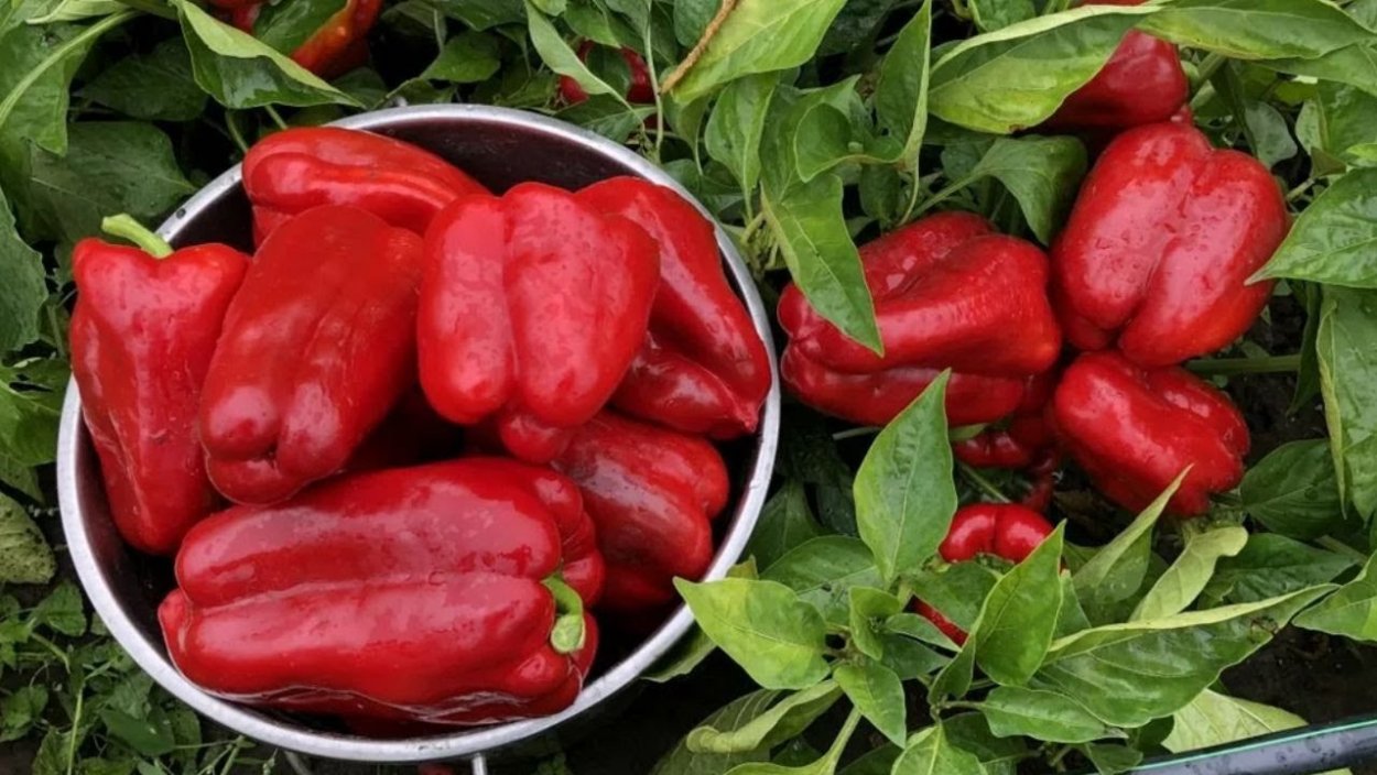 Специи Miss Aroma мельница итальянские травы