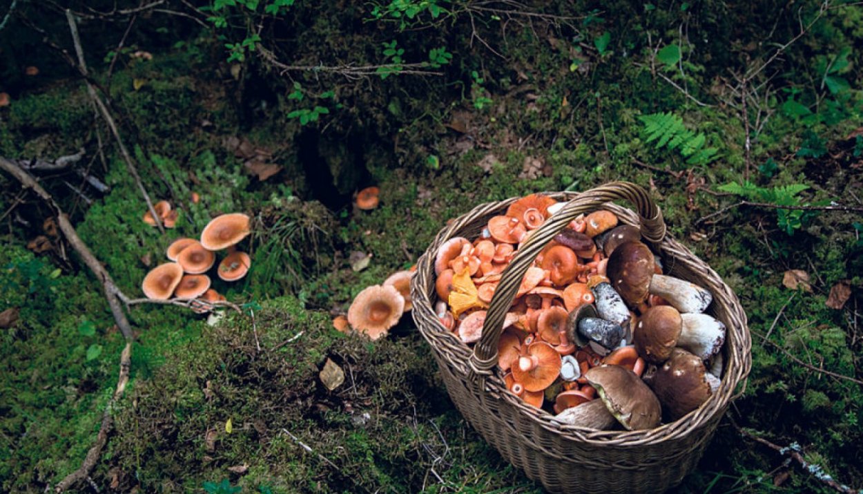 Грибы Смоленщины