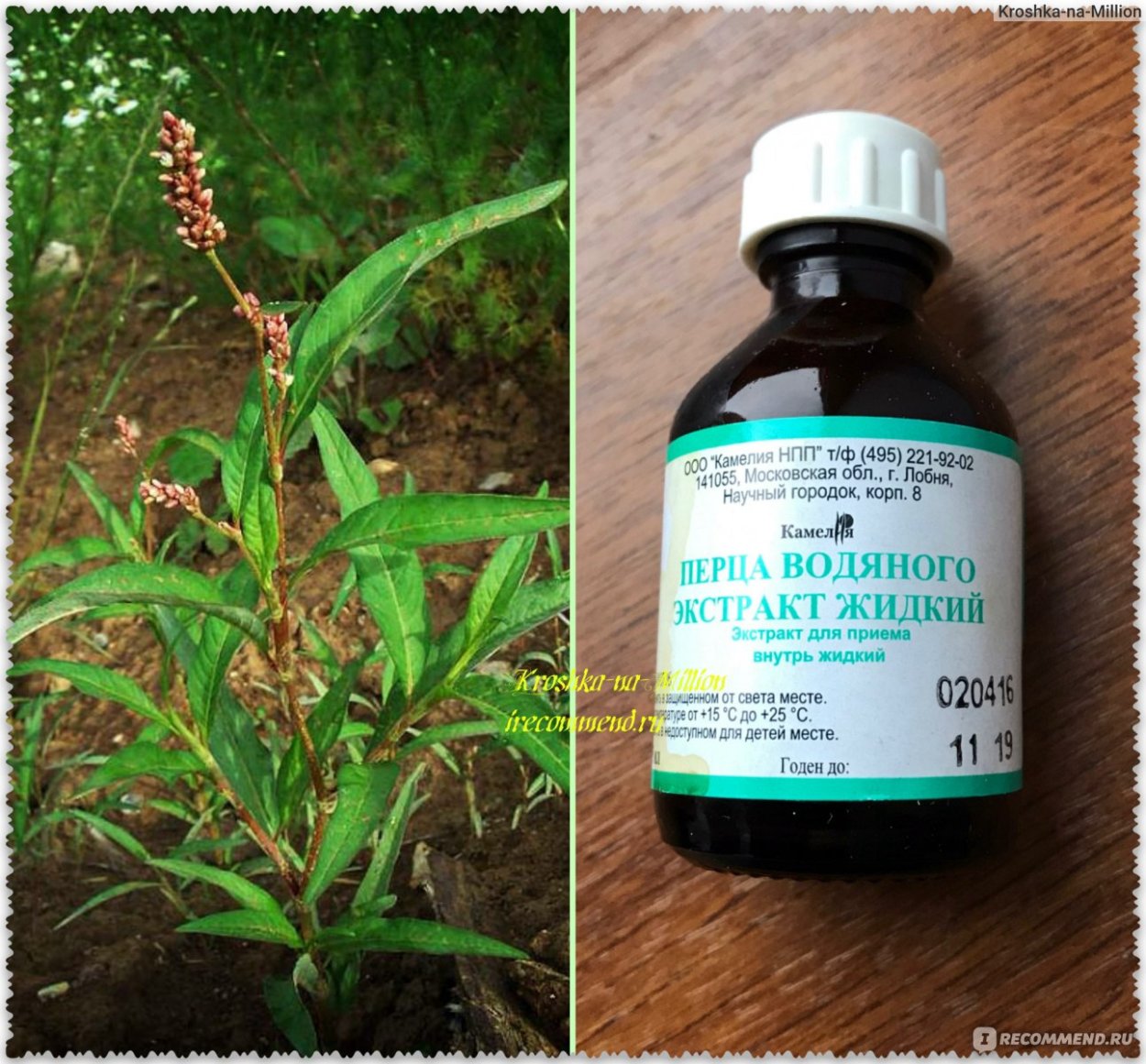 Перец Омброне f1