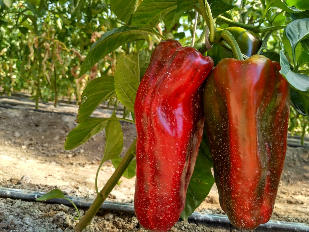Кайенский перец куст