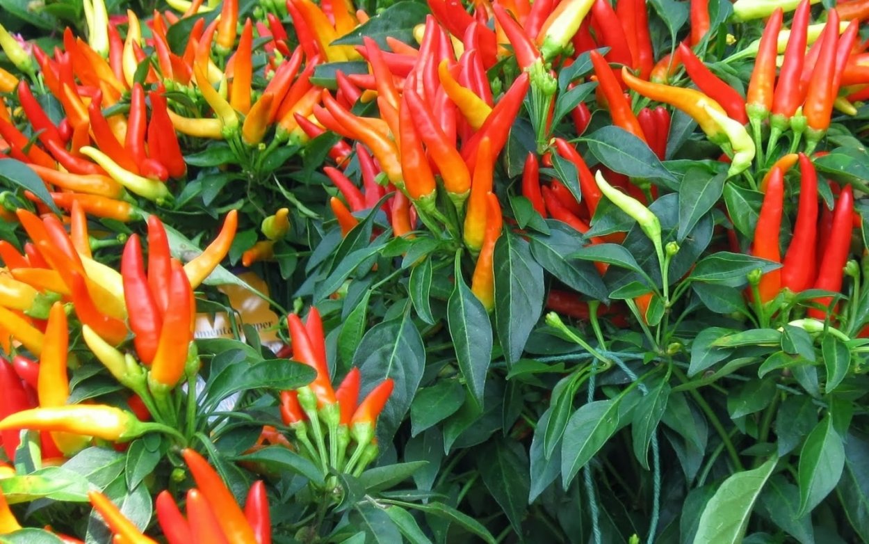 Горец перечный семена