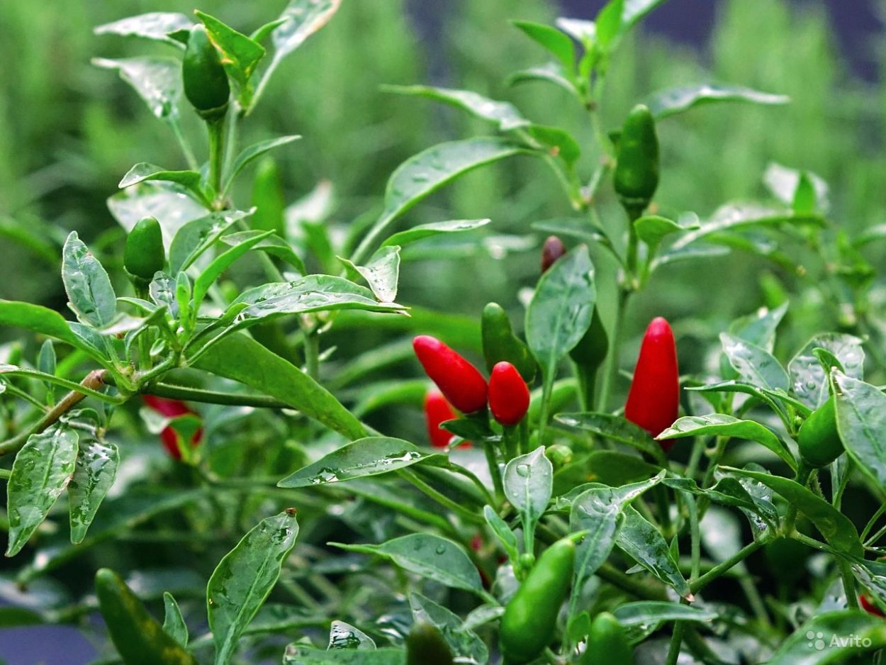 Семена огородных растений