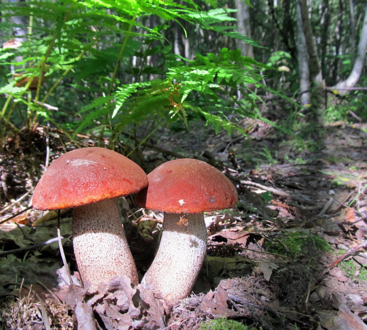 Грибы средней полосы