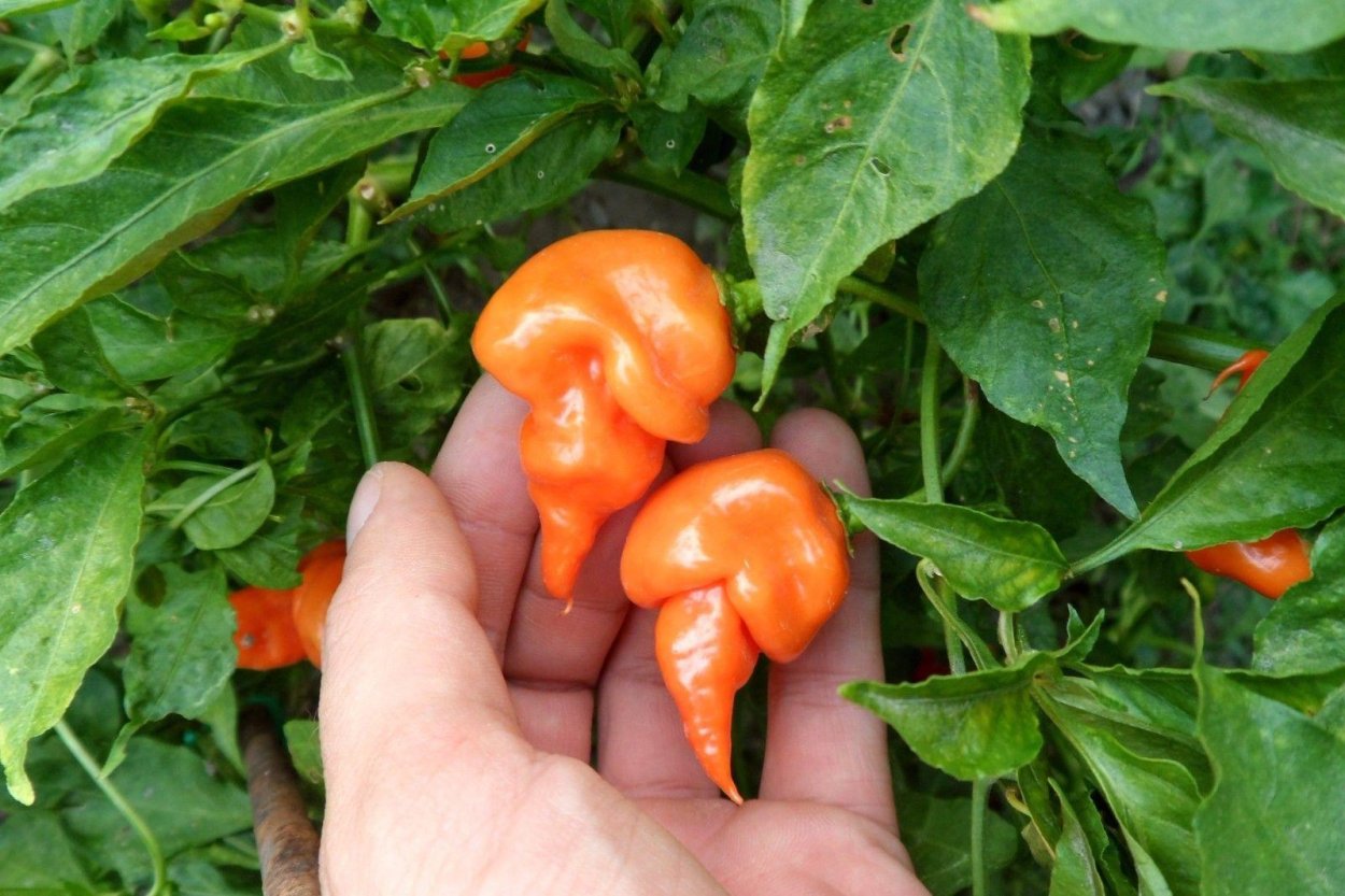 Перец карнавал