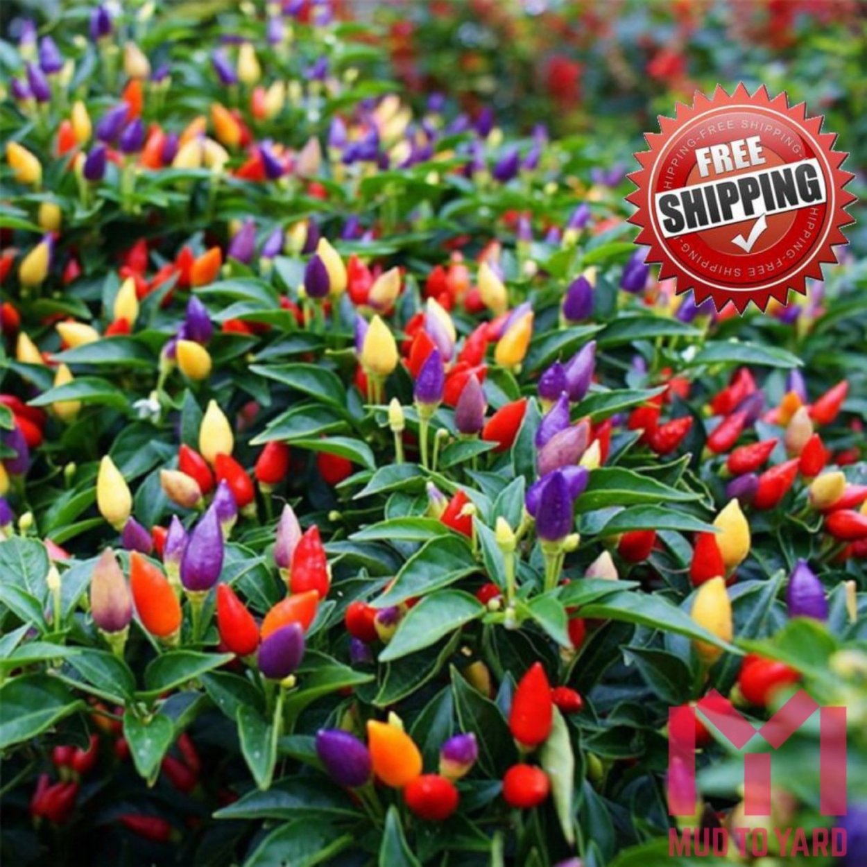 Болгарский капсикум перец