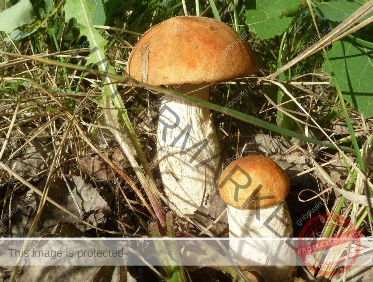 Неизвестные грибы средней полосы России для здоровья