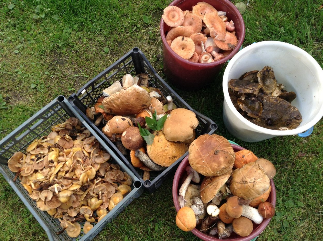 Грибы и ягоды Брянской области