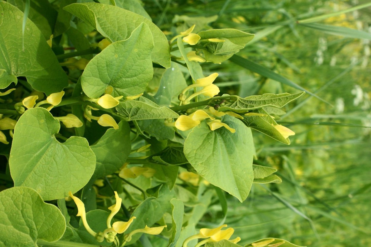 Филейник трава