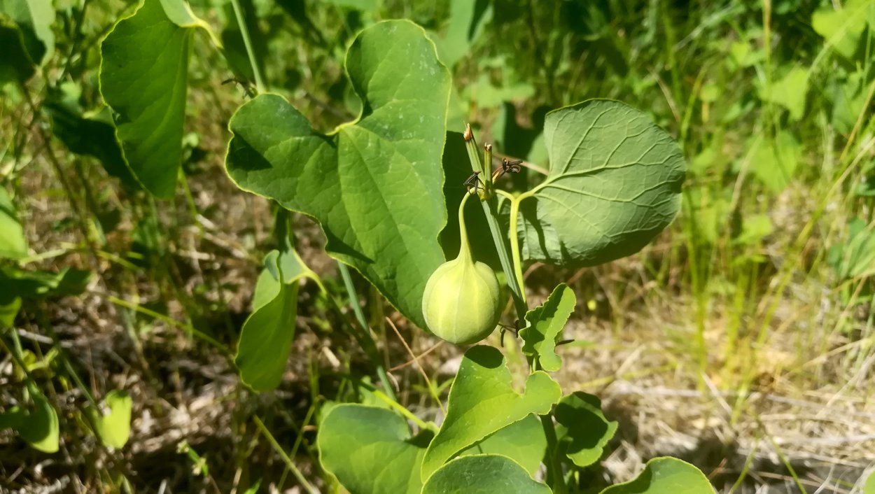 Лебеда раскидистая сорняк