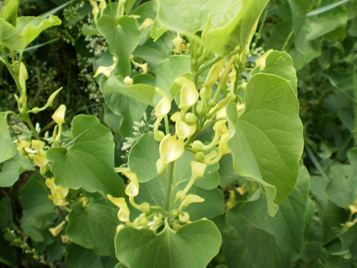 Трава хиновник