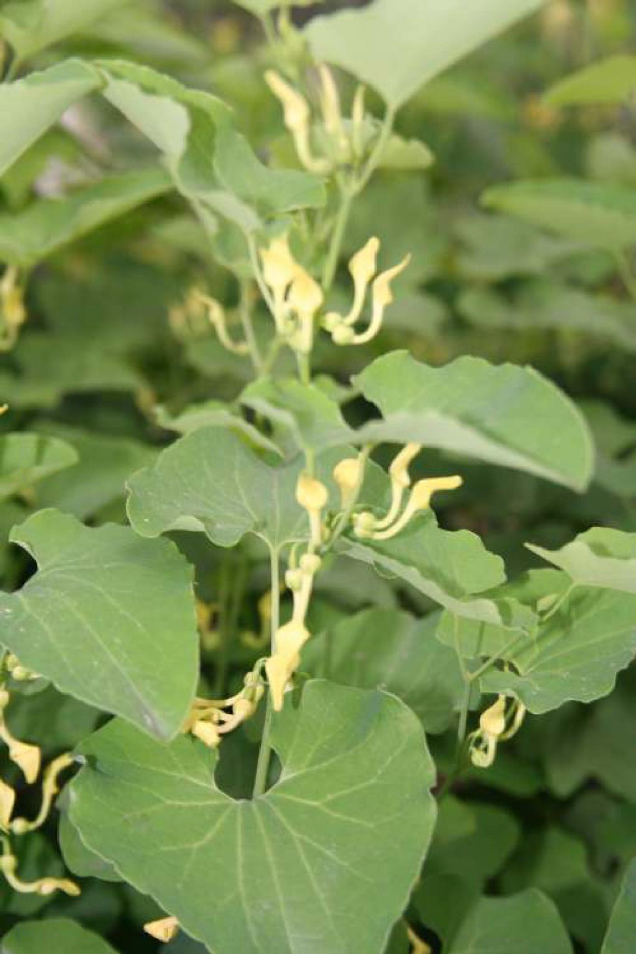 Кирказон обыкновенный сорняк