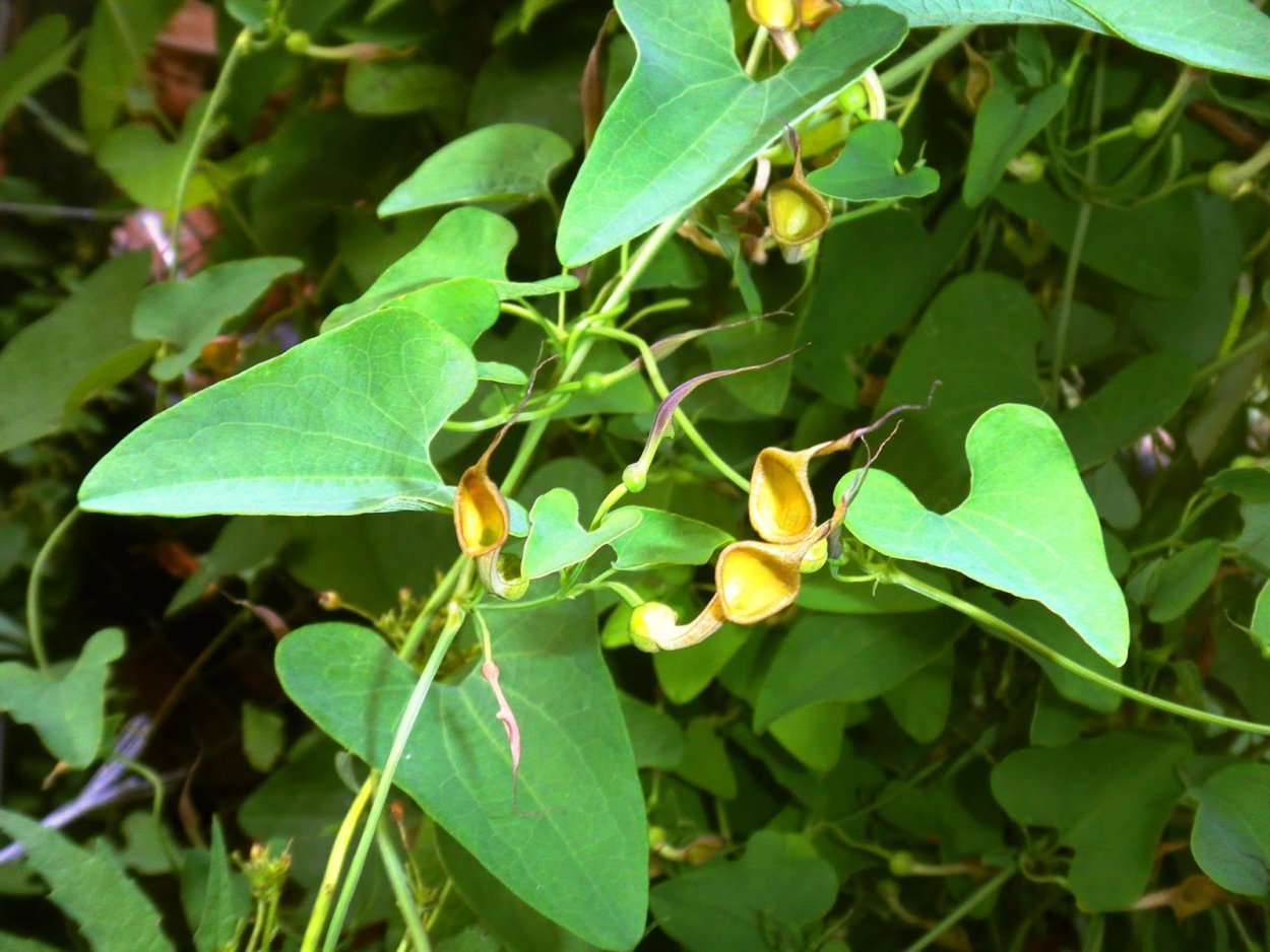 Горец вьюнковый сорняк