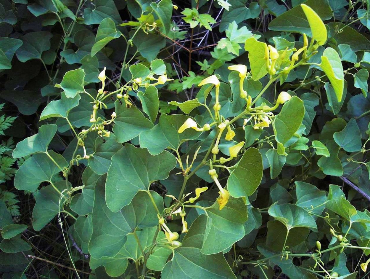 Кирказон обыкновенный