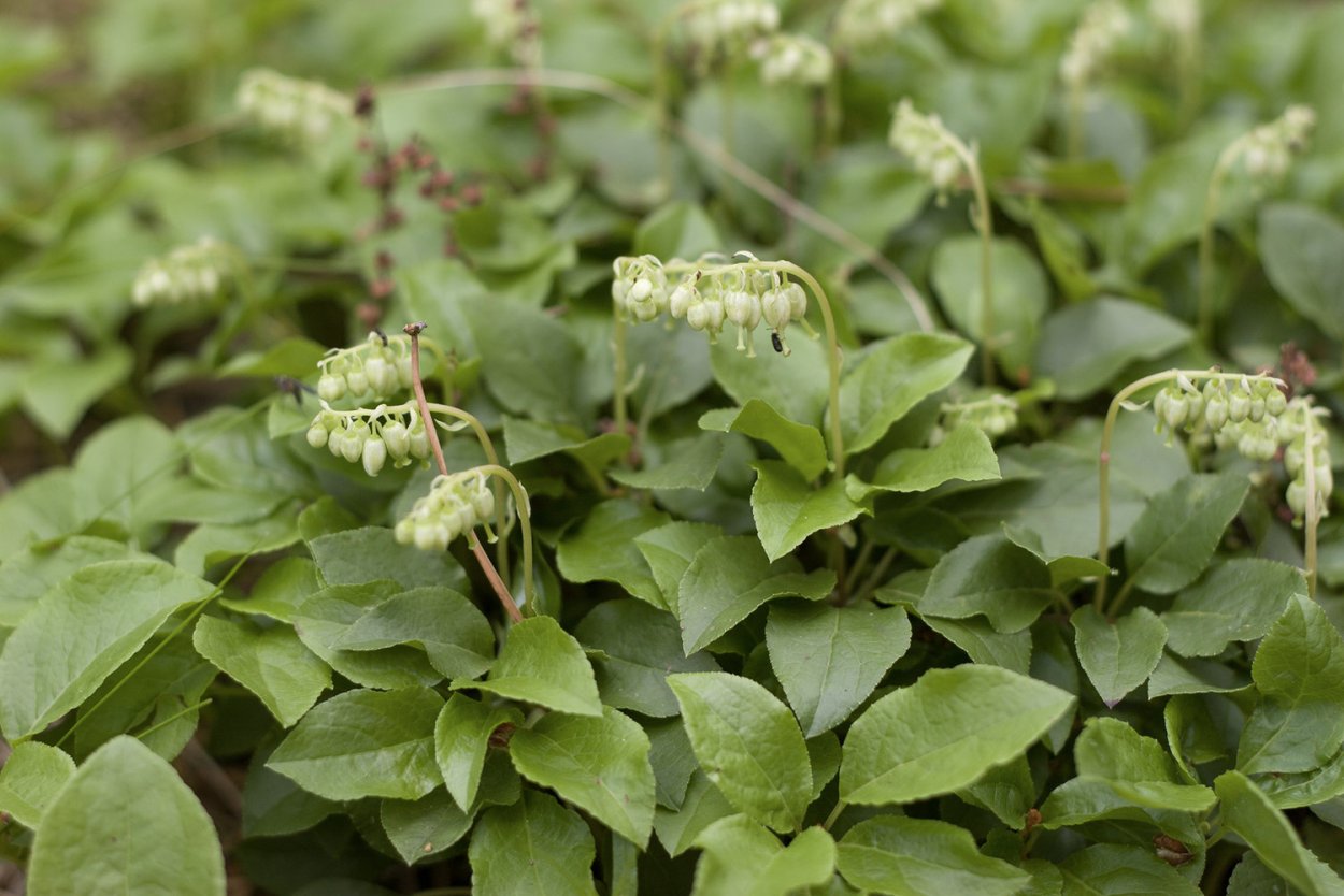 Газон Клевер белый ползучий