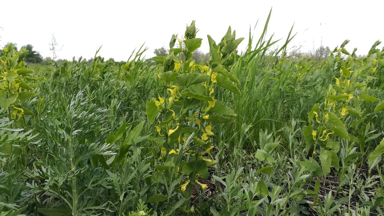 Пустырник сердечный Самарский