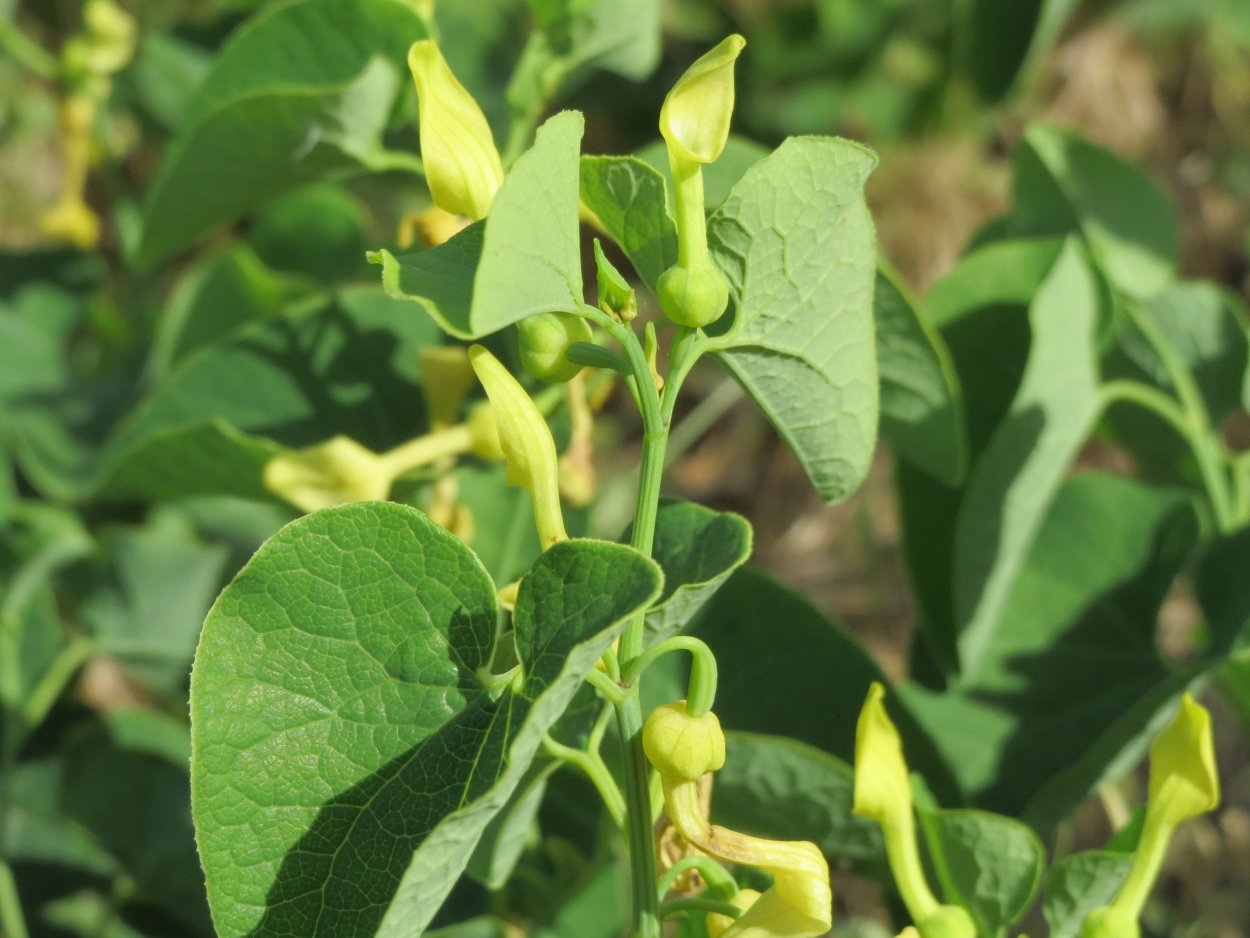 Кирказон обыкновенный