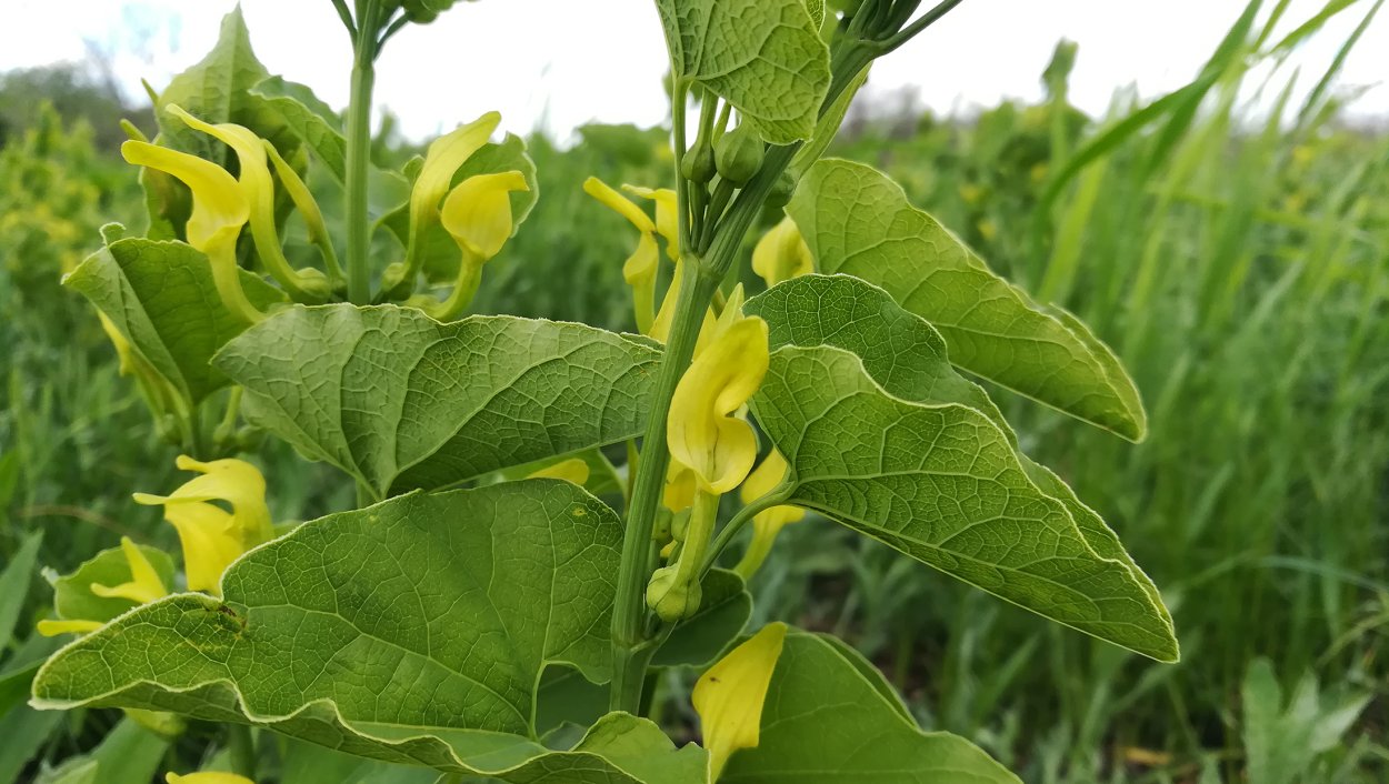 Лечебные травы Волго Ахтубинской Поймы
