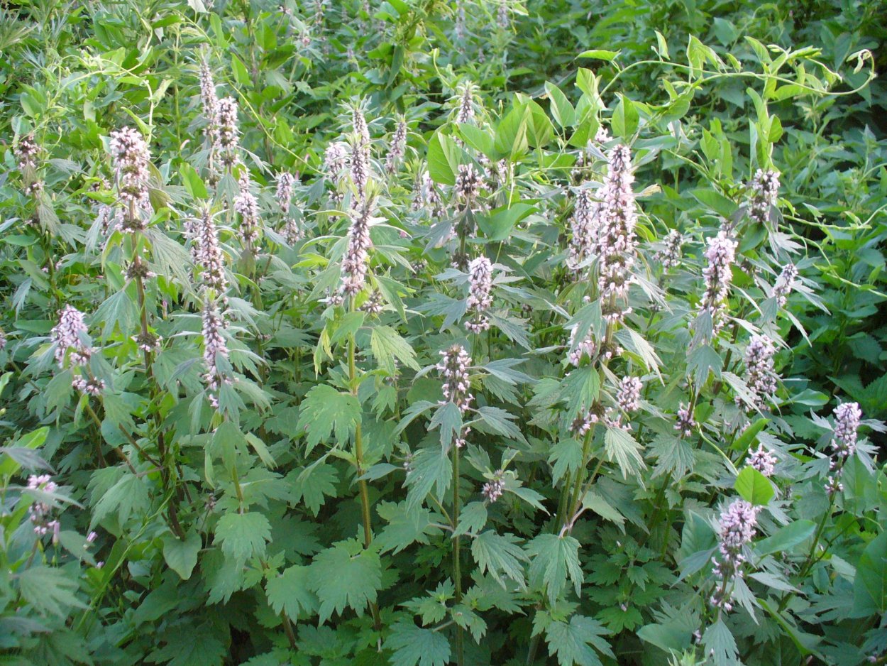 Кирказон ломоносовидный описание