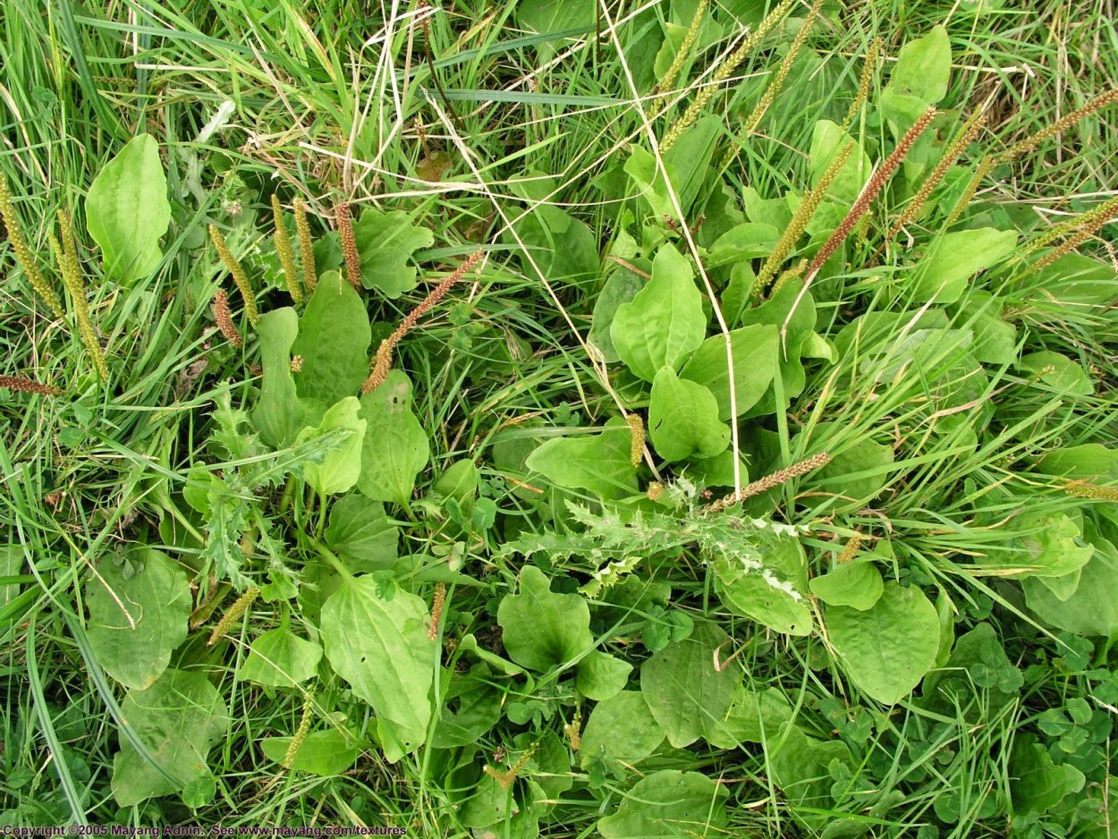 Розмарин и кинза