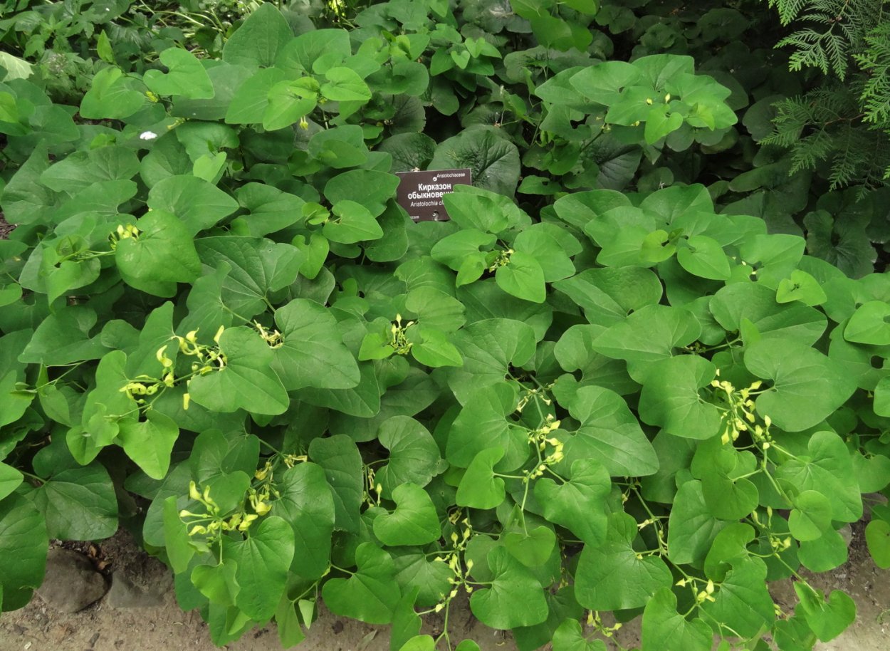 Подорожник ( Plantago Major)