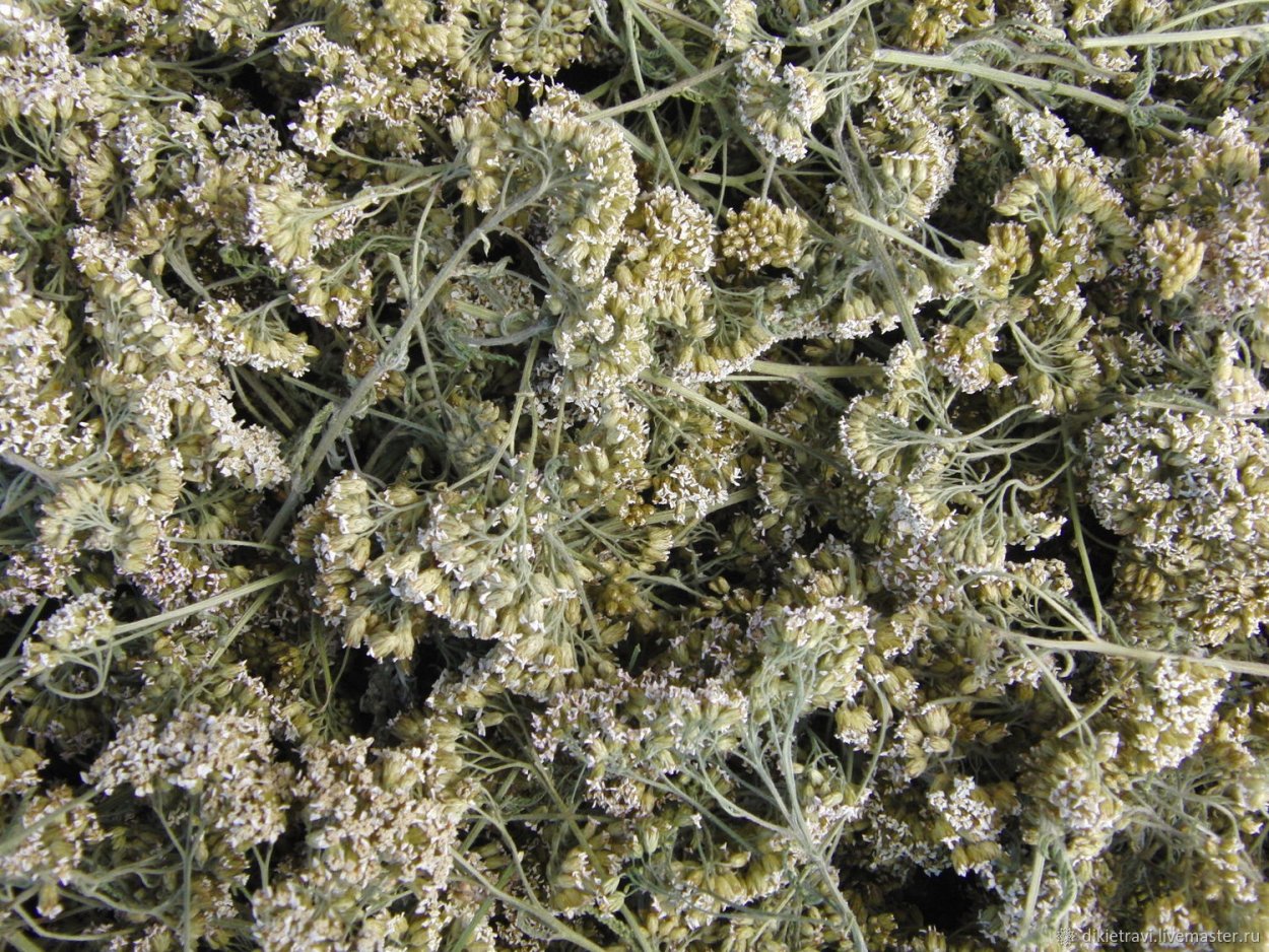 Мята Полевая (Méntha arvénsis)