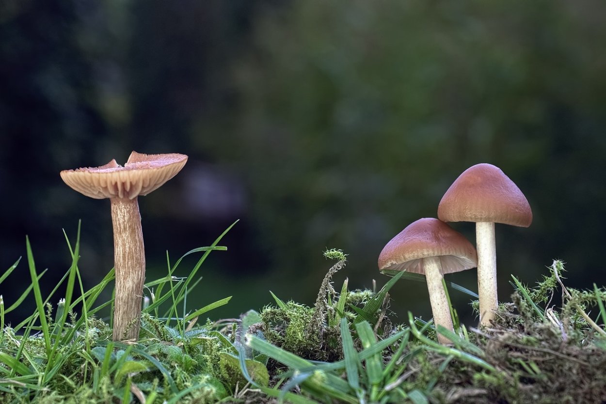 Маленькие грибы