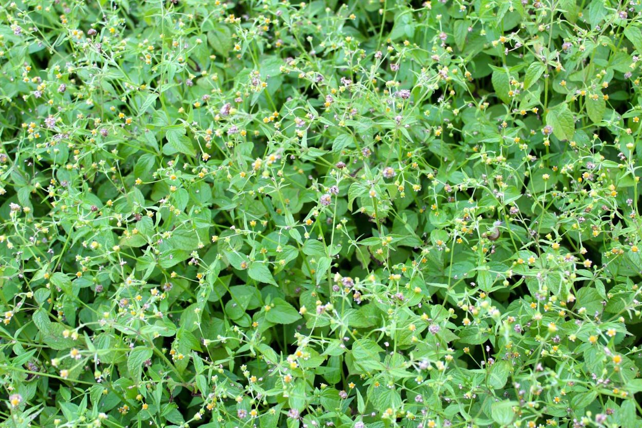 Астрал шестисто цветковый