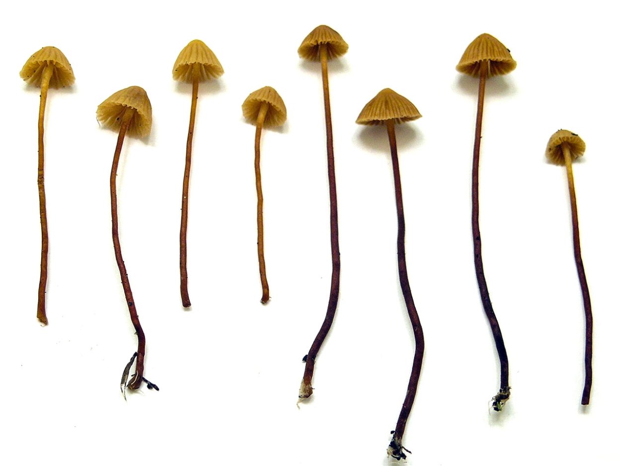 Гриб Галерина псилоцибиновый