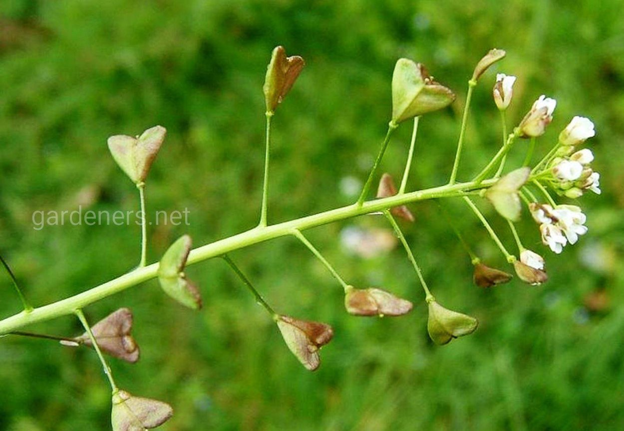 Сорняк ползучий полевой