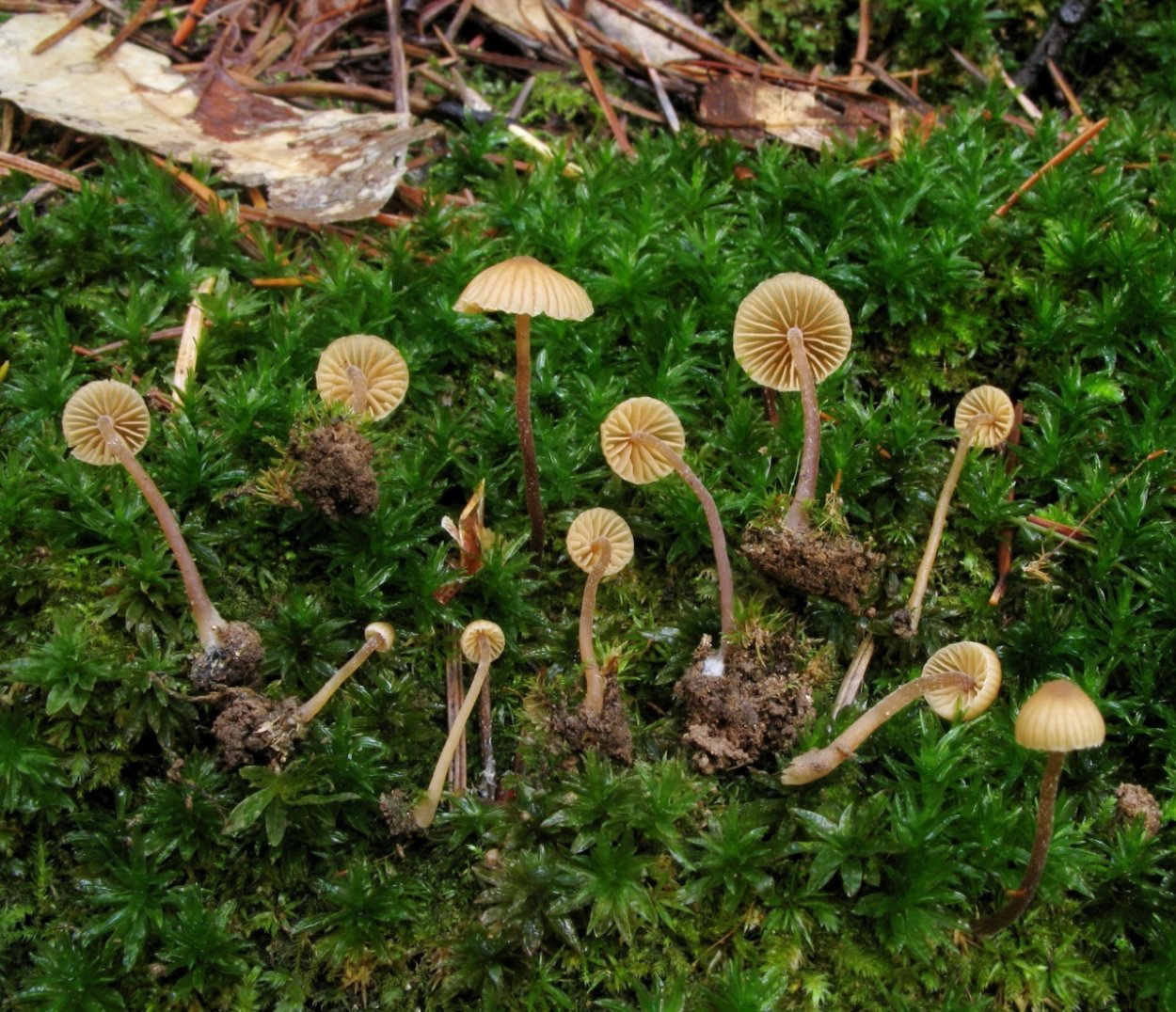 Галлюциногенные грибы Алтай