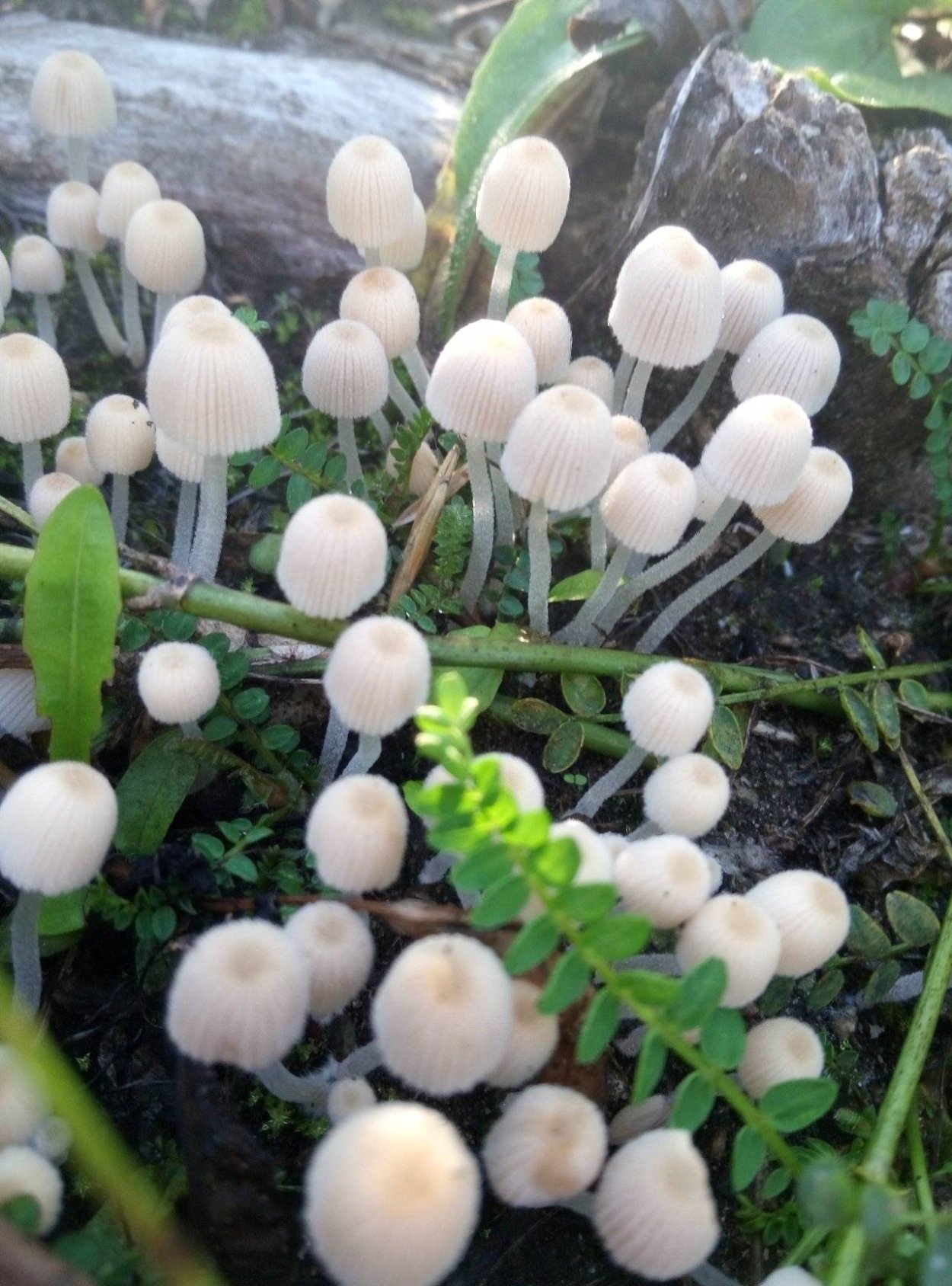 Плютей бледноватый (Pluteus satur)