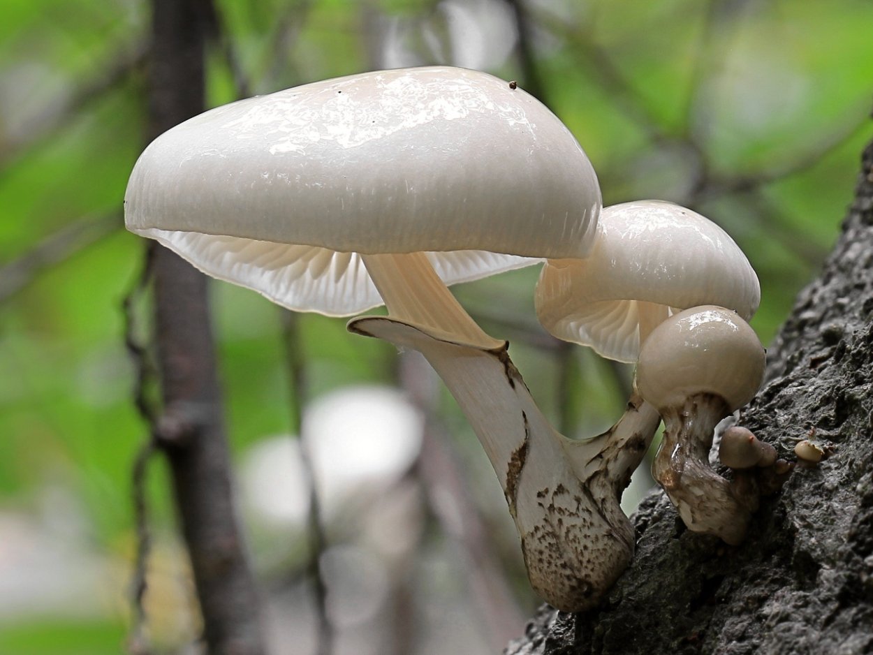 Маленькие грибы на пнях