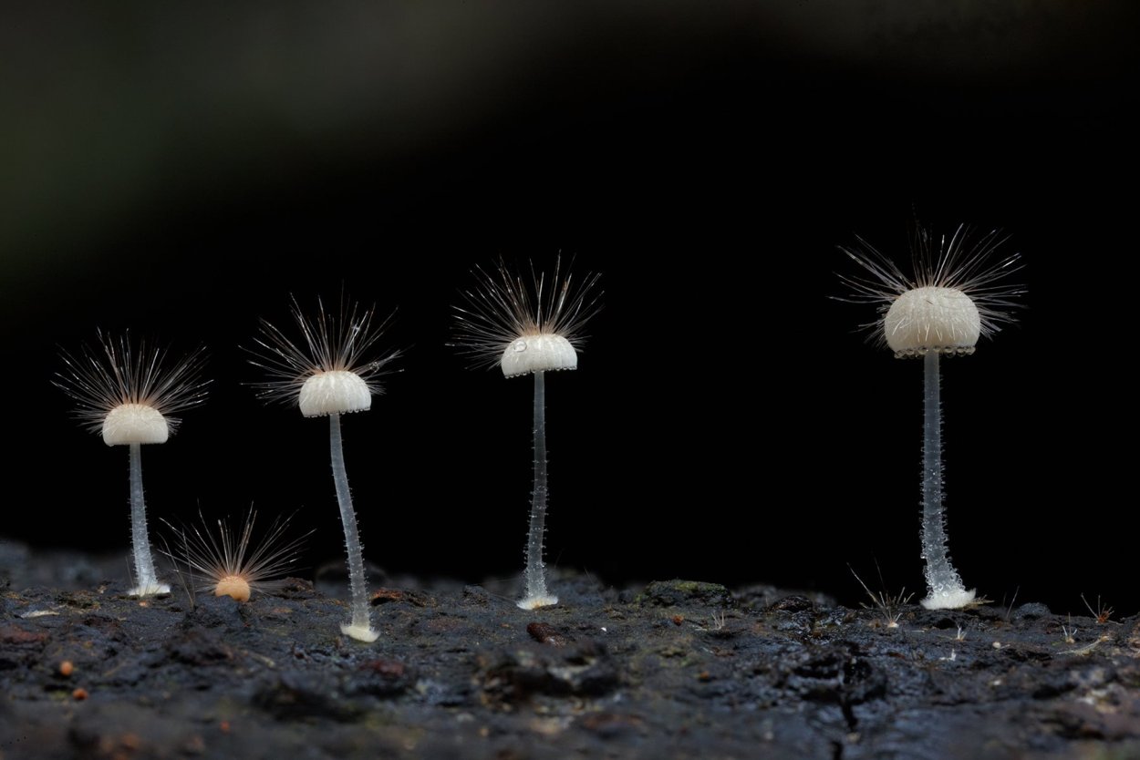 Опята с толстой ножкой и темной шляпкой