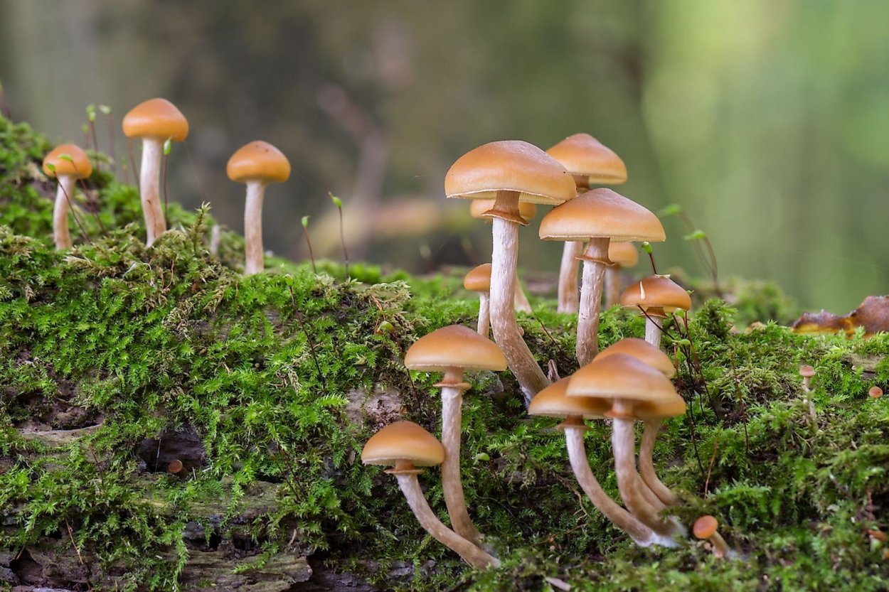 California fungi: Mycena epipterygia