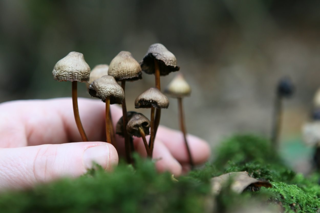 Mycena cyanorrhiza