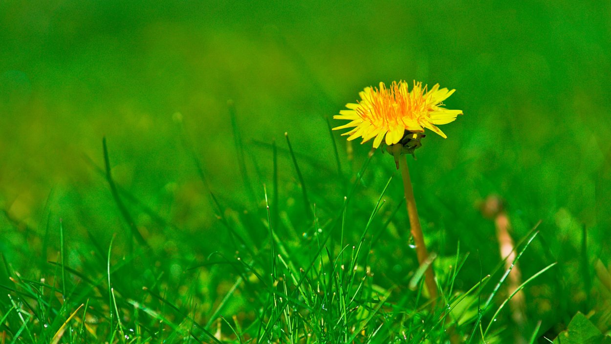 Геншин Поляна одуванчиков