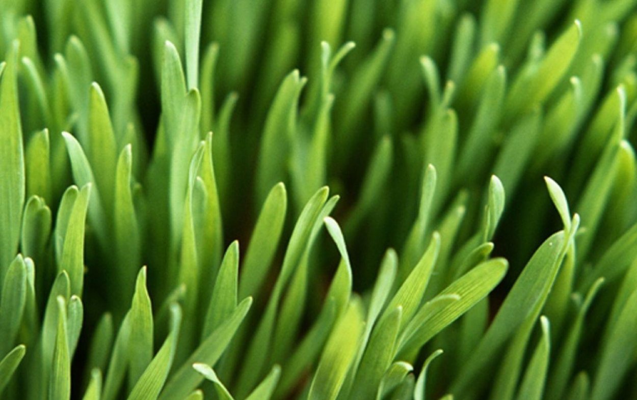 Windows Vista grass Wallpaper