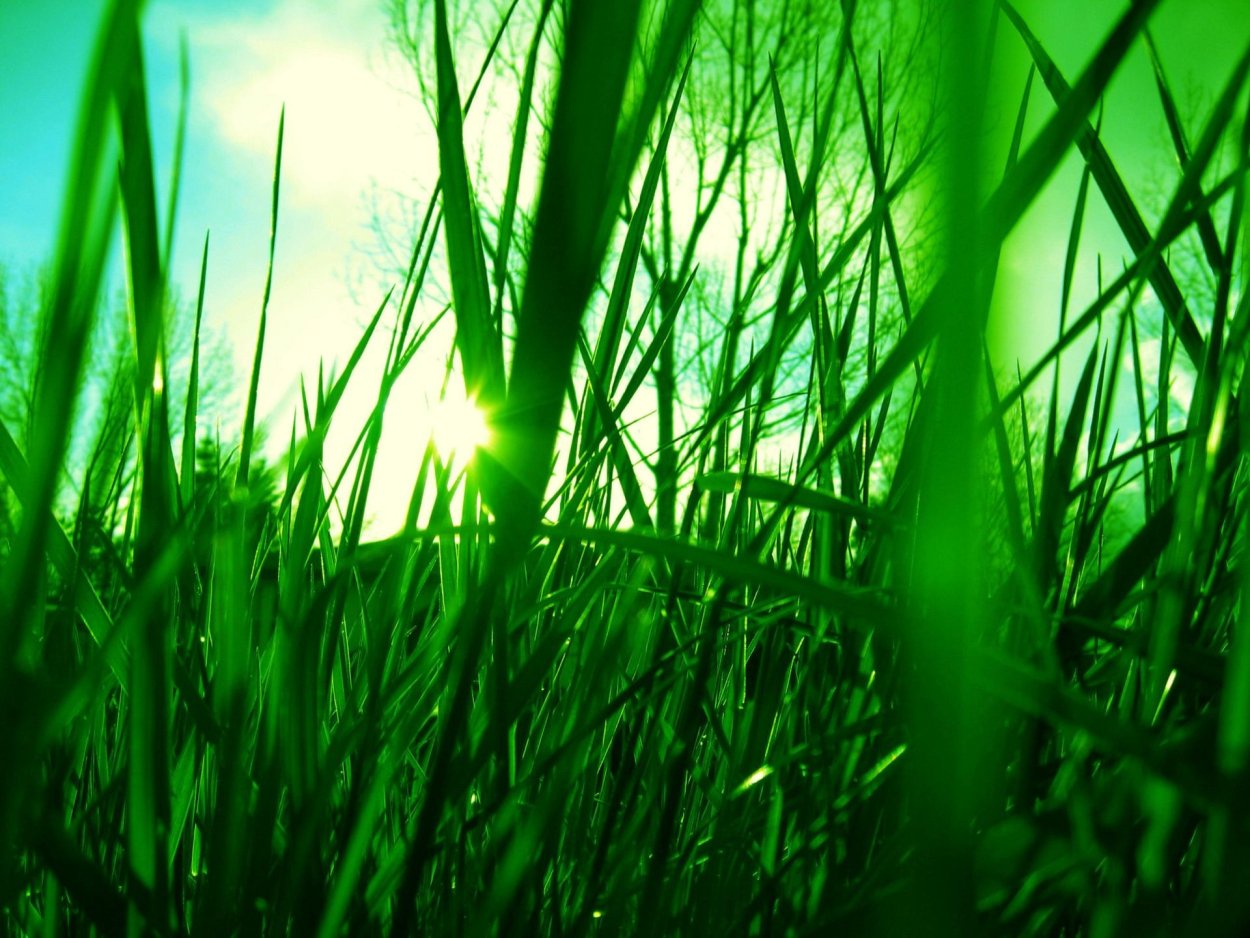 Сочная зелень