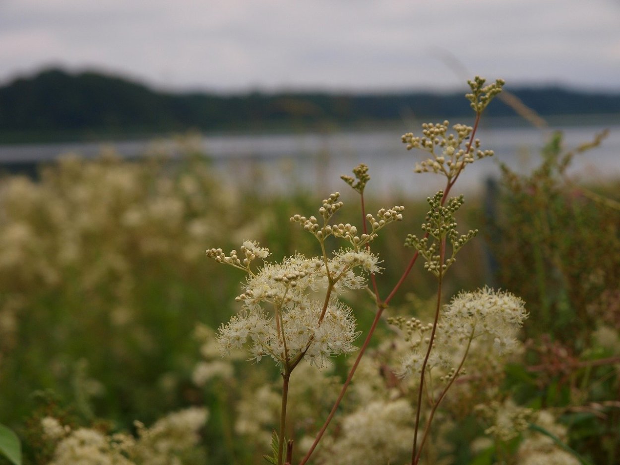 Цветок белозимник