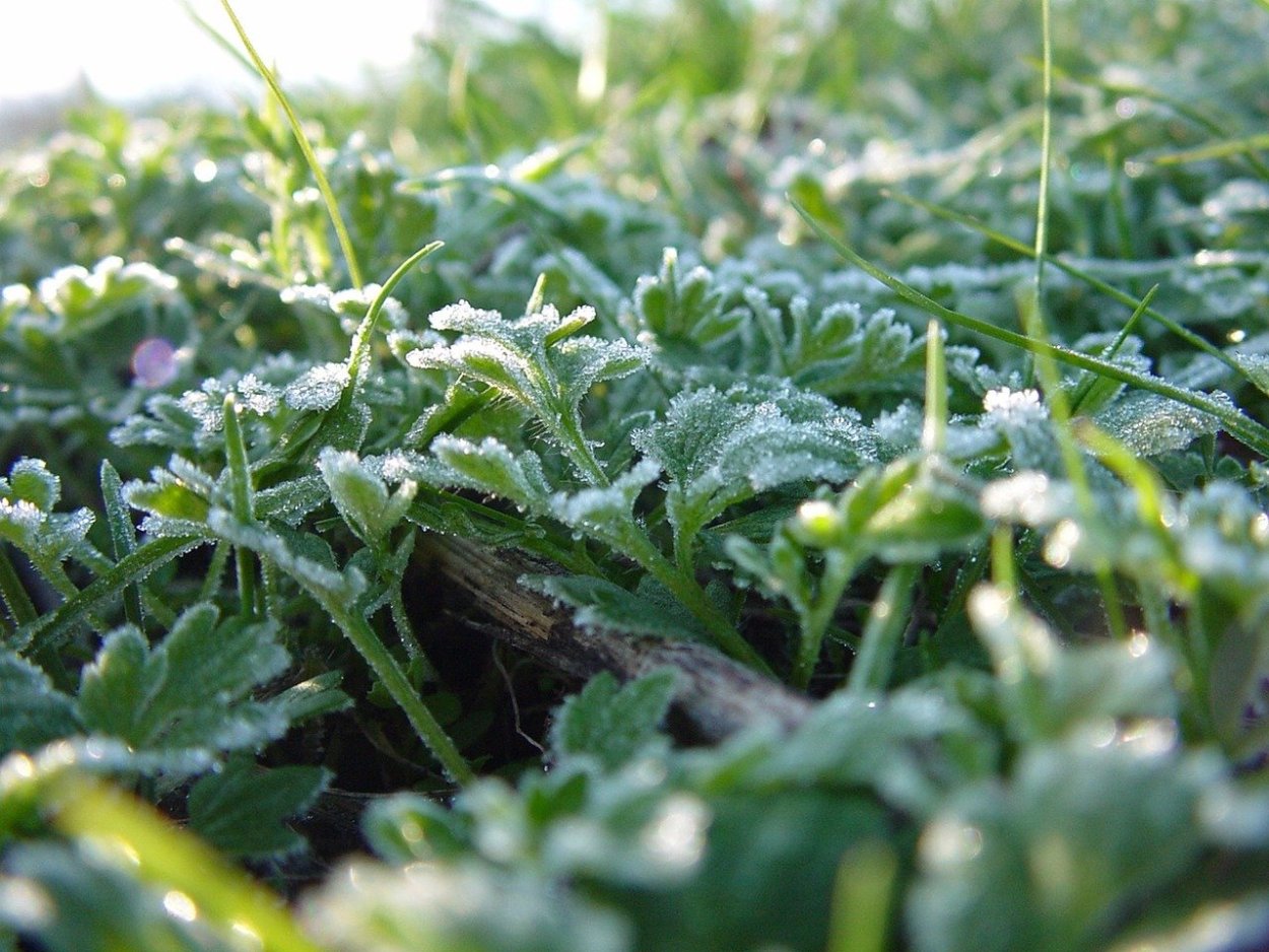 Картинки травы бежевый, бордовый