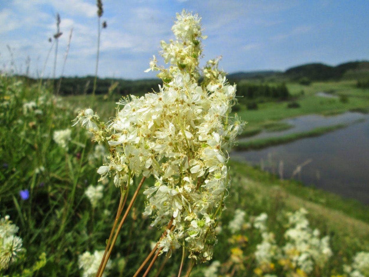 Белая трава