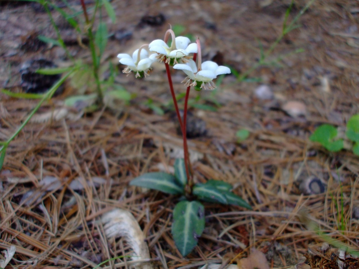 Вейник остроцветковый зимой