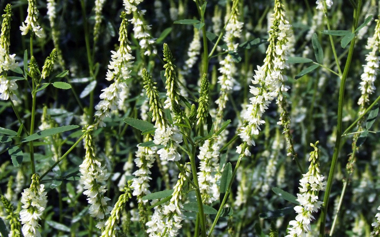 Пушистое растение