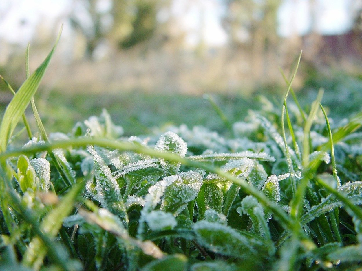 Пучки трав в воде плывут
