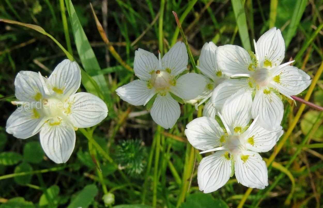 Яснотка белая