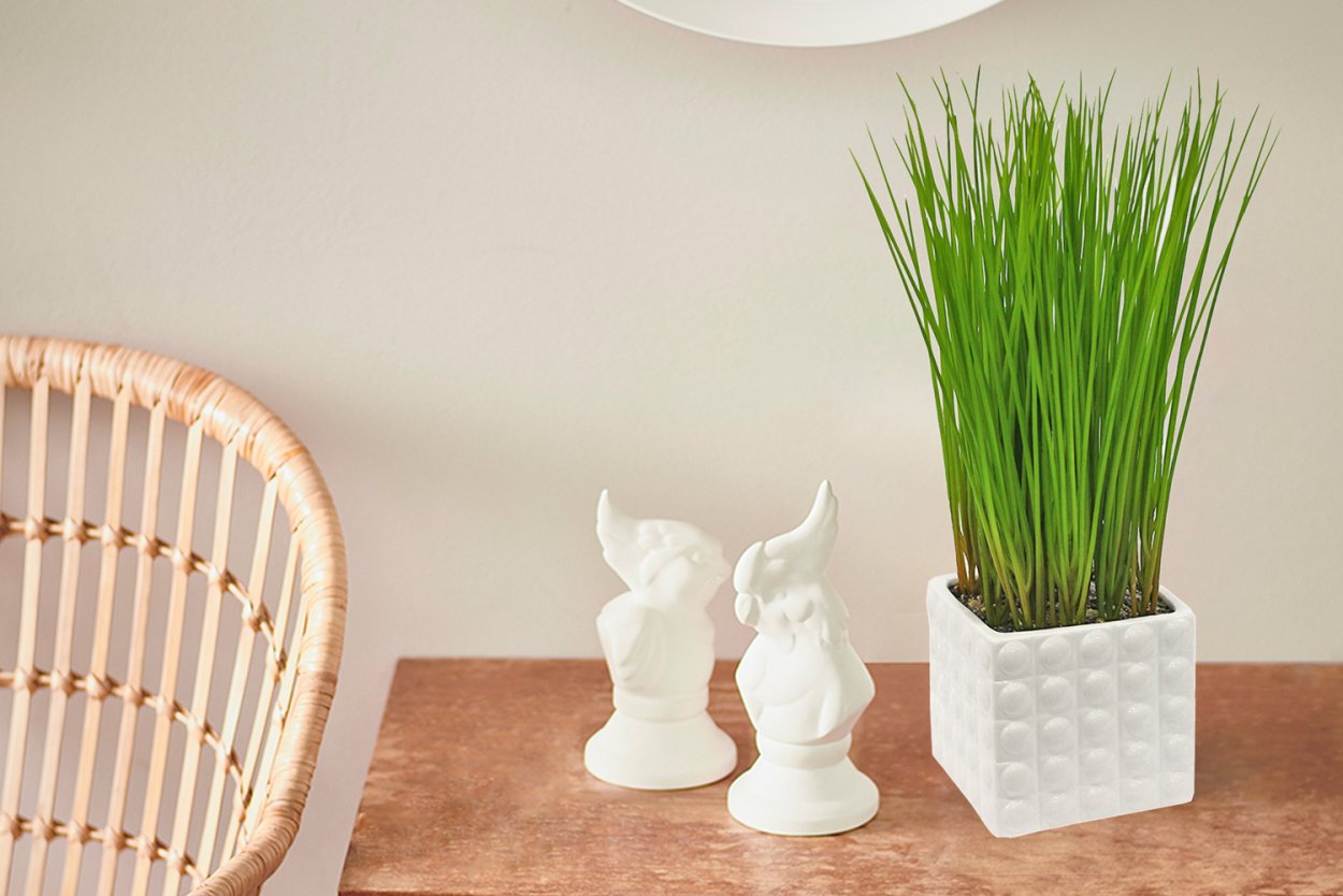 Газонная трава в горшке