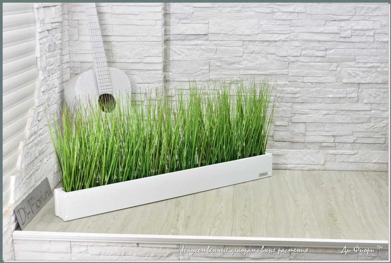 А сока декоративная горшка